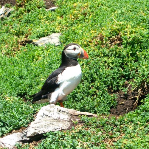 Puffin, Skellig Michael